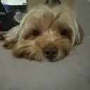 aambient.dev