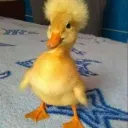 vlauzzy