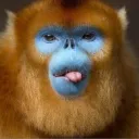 goldenmonkey9461
