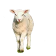 _merino7