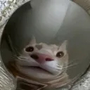 rewcat