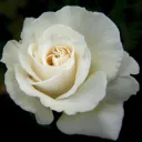ace_white_rose