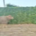 kapitine