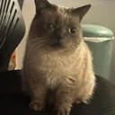 _meezer