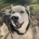 huskydogy