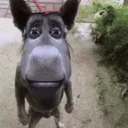 phnxs