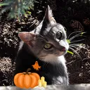 sneakingsneak