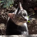 sneakingsneak