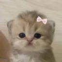 emmaoce