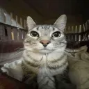 valhdp. avatar