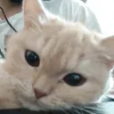 abuodee