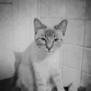 miaou_islost