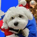 マルーイ's Avatar