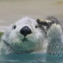 renxca