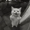 nnno_.