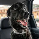 perrospaqui