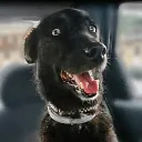 perrospaqui