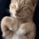 meowtrace