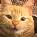 meletric