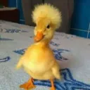 thecuteduck.