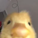 pedkubkup
