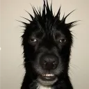 putavidaa