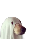 ducc