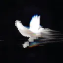 daqa_98