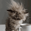 avatar мєσωʏ ♥