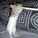 rataodo777