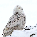 avatar ✦ 𝐍𝐨𝐯𝐞𝐥