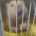 capibara_hamster avatar