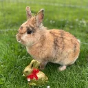 liolittlelion