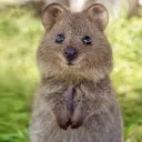 Quokka's Avatar