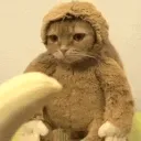 juodas.bebras avatar