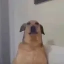 papaseca