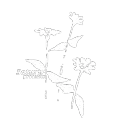 blossom_saturn