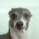 cerm_cerm
