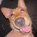 Discord Avatar