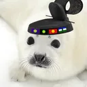 coletheharpseal