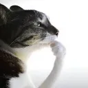 pondering_cat