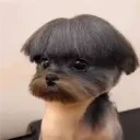 hvhimperator