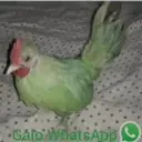marcos____