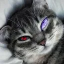 catfan16