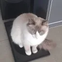 zoomba1