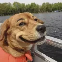 dawgsaab