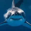 shark47