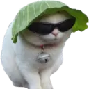 xerticz