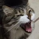 profboi