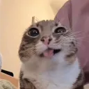 dinottraan_.